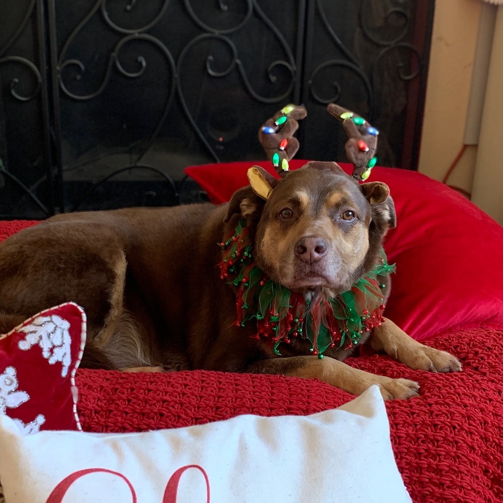 Meet your Posher, Bethsy